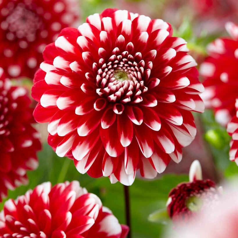 Dahlia Border Little Tiger 1-pack